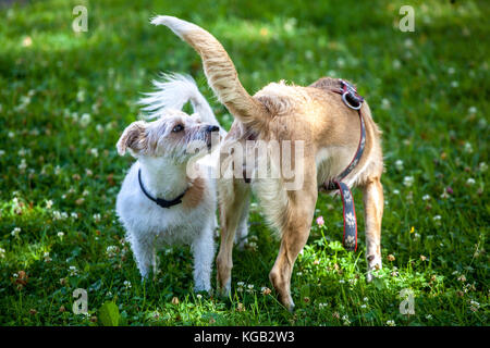 Two small mixed-breed dogs interacting and sniffing each other on a green grass lawn in a park Stock Photo