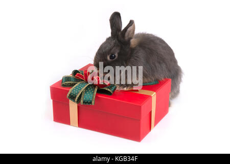 Cute gray netherland dwarf rabbit on red gift box on white background. Stock Photo