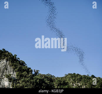 Mulu National Park - Bats Exiting Cave Stock Photo