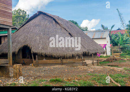 Pentul Fishing Rod is Still a Traditional Indonesian Medicinal Plant Stock  Photo - Image of medicinal, traditional: 211159684