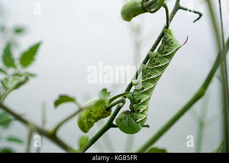 Horn Worm on Vine Stock Photo