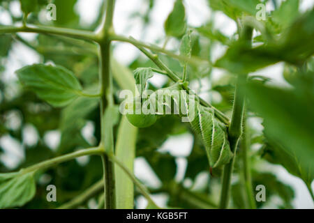 Horn Worm on Vine Stock Photo