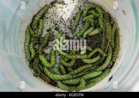 Hook worms Stock Photo