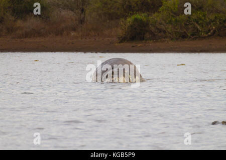 Dead hippo on Kruger National park waterhole.  Safari and wildlife, South Africa. African animals Stock Photo