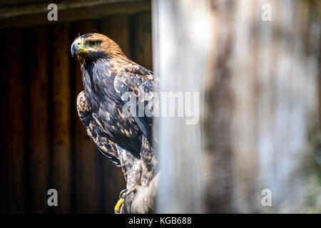 Golden Eagle (Aquila chrysaetos) sitting on tree Stock Photo