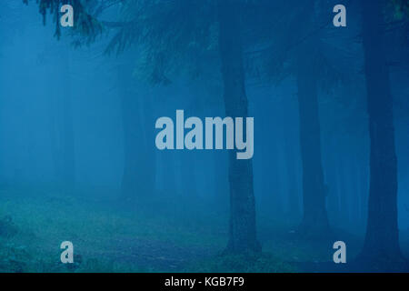 dark dreamy forest with fog. Beatuful background. Stock Photo