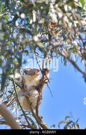 Australia Victoria: A koala climbs high up among the branches of a eucalyptus tree in the early morning. Stock Photo