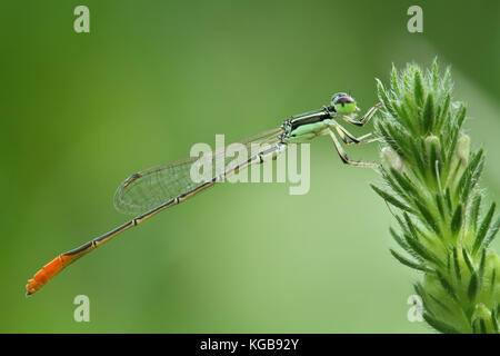 Orange tailed green Dragonfly/Damselfly/Zygoptera perches on green plant Stock Photo