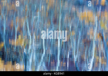 The reflections of the aspen trees in their fall foliage on the water surface to create an abstract pattern, Silver Lake, June Lake Loop, California. Stock Photo
