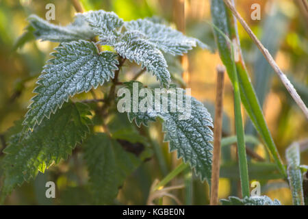 Melton Mowbrey. 6th Nov, 2017. UK Weather. First frost of the year chilly morning rescue horses graze, frist covered leafs as the morning glow of sunshine riseers. Credit: Clifford Norton/Alamy Live News Stock Photo