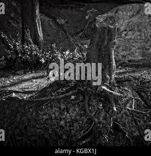 Coastal woodland where the sea cuts into the bank of trees and one dead tree which has been felled Stock Photo