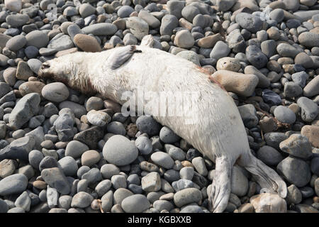 Dead Atlantic Grey Seal pup on Newgale Beach following  Storm Brian. Stock Photo