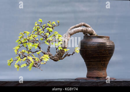 Twisted bonsai tree in a pot  Stock Photo