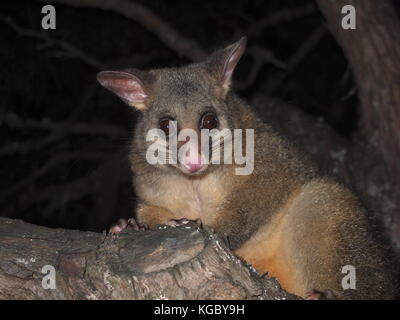 Curious Possum Stock Photo