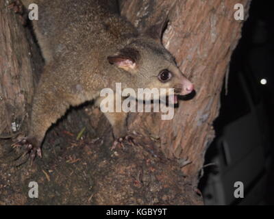 Curious Possum Stock Photo