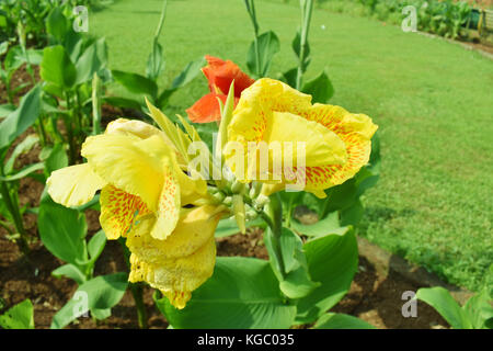 Reddish Yellow Flower In the Green Field With Red Tulip Behind Stock Photo