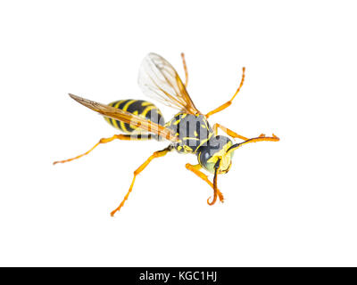 Yellow Jacket Wasp Insect Isolated on White Stock Photo