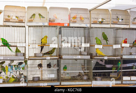 Parrot hot sale pet store