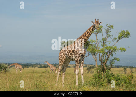 Rothschild's giraffe, an Endangered subspecies found in only two Parks; Murchison Falls National Park, Uganda. Stock Photo