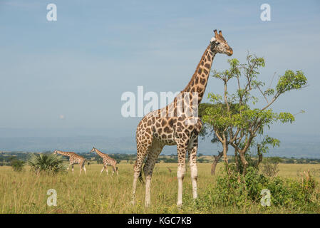 Rothschild's giraffe, an Endangered subspecies found in only two Parks; Murchison Falls National Park, Uganda. Stock Photo