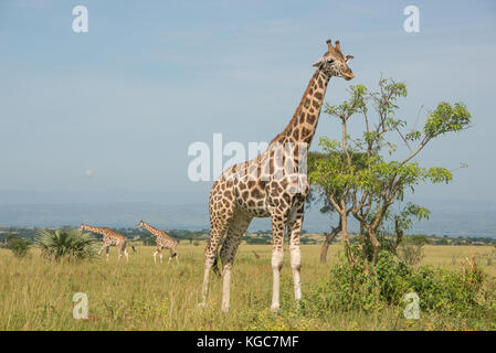 Rothschild's giraffe, an Endangered subspecies found in only two Parks; Murchison Falls National Park, Uganda. Stock Photo