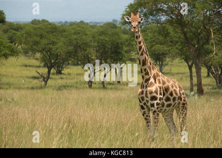 Rothschild's giraffe, an Endangered subspecies found in only two Parks; Murchison Falls National Park, Uganda. Stock Photo