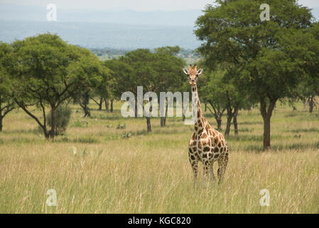 Rothschild's giraffe, an Endangered subspecies found in only two Parks; Murchison Falls National Park, Uganda. Stock Photo