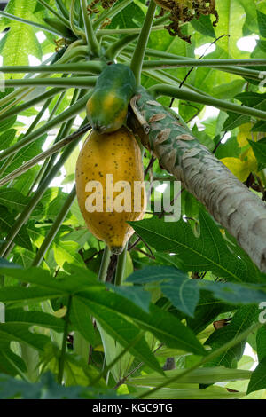 Ripe tropical papya fruit hanging on the tree Stock Photo
