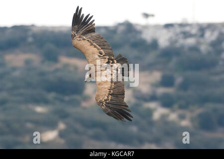 Griffon vulture on flight landing join freezing frenzy Ronda spain Stock Photo