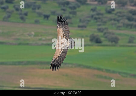 Griffon vulture on flight landing join freezing frenzy Ronda spain Stock Photo