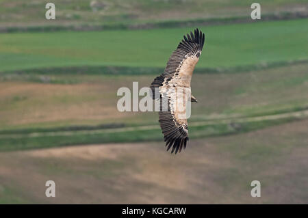 Griffon vultures flight Ronda spain Stock Photo