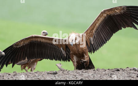 Griffon vulture on flight landing join freezing frenzy Ronda spain Stock Photo