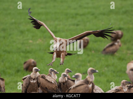 Griffon vulture on flight landing join freezing frenzy Ronda spain Stock Photo