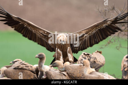 Griffon vulture on flight landing join freezing frenzy Ronda spain Stock Photo