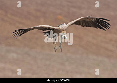 Griffon vulture on flight landing join freezing frenzy Ronda spain Stock Photo