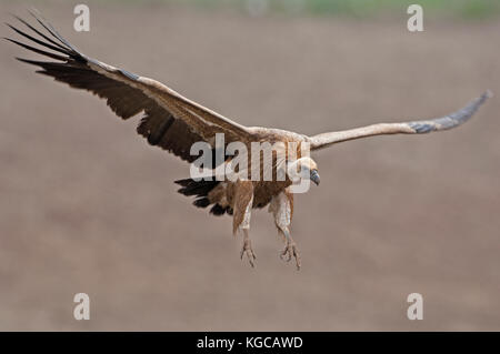 Griffon vulture on flight landing join freezing frenzy Ronda spain Stock Photo