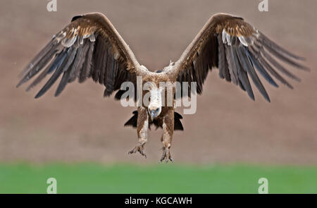 Griffon vulture on flight landing join freezing frenzy Ronda spain Stock Photo