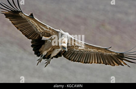 Griffon vulture on flight landing join freezing frenzy Ronda spain Stock Photo