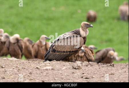 Griffon vulture on flight landing join freezing frenzy Ronda spain Stock Photo