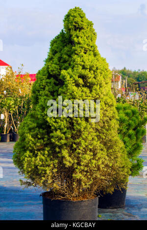 Picea glauca Conica dwarf decorative coniferous evergreen tree. White spruce green tree in pot. Also known as Canadian spruce, skunk spruce, cat spruc Stock Photo