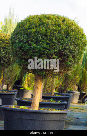 Taxus evergreen coniferous tree trimmed in shape of sphere in pot Stock Photo