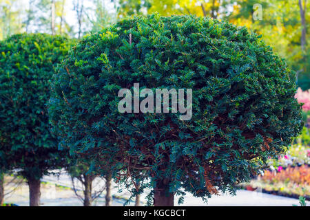 Taxus evergreen tree trimmed in shape of sphere in pot Stock Photo