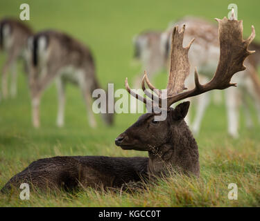 Fallow deer buck early autumn Stock Photo - Alamy