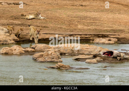 A lioness watches a crocodile as it swims towards her kill with her two cubs keeping a safe distance