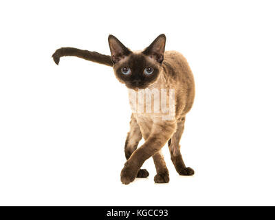 Pretty seal point devon rex cat with blue eyes walking to the camera and looking straight into the camera isolated on a white background Stock Photo