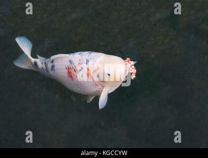 koi carp feeding in an out side pond plan background to ad copy space Stock Photo