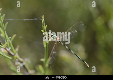 Migrant Spreadwing (Southern Emerald Damselfly) Lestes barbarus), perched at rest Stock Photo
