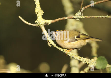 A stunning Goldcrest (Regulus regulus) perched on a branch searching for insects to eat. Stock Photo