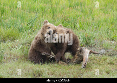 Alaskan brown bear cubs play fighting Stock Photo