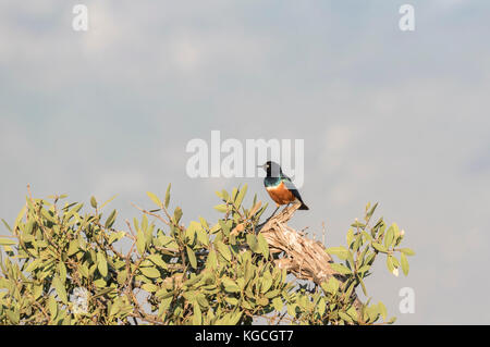 A Superb Starling (Lamprotomis superbus) Stock Photo